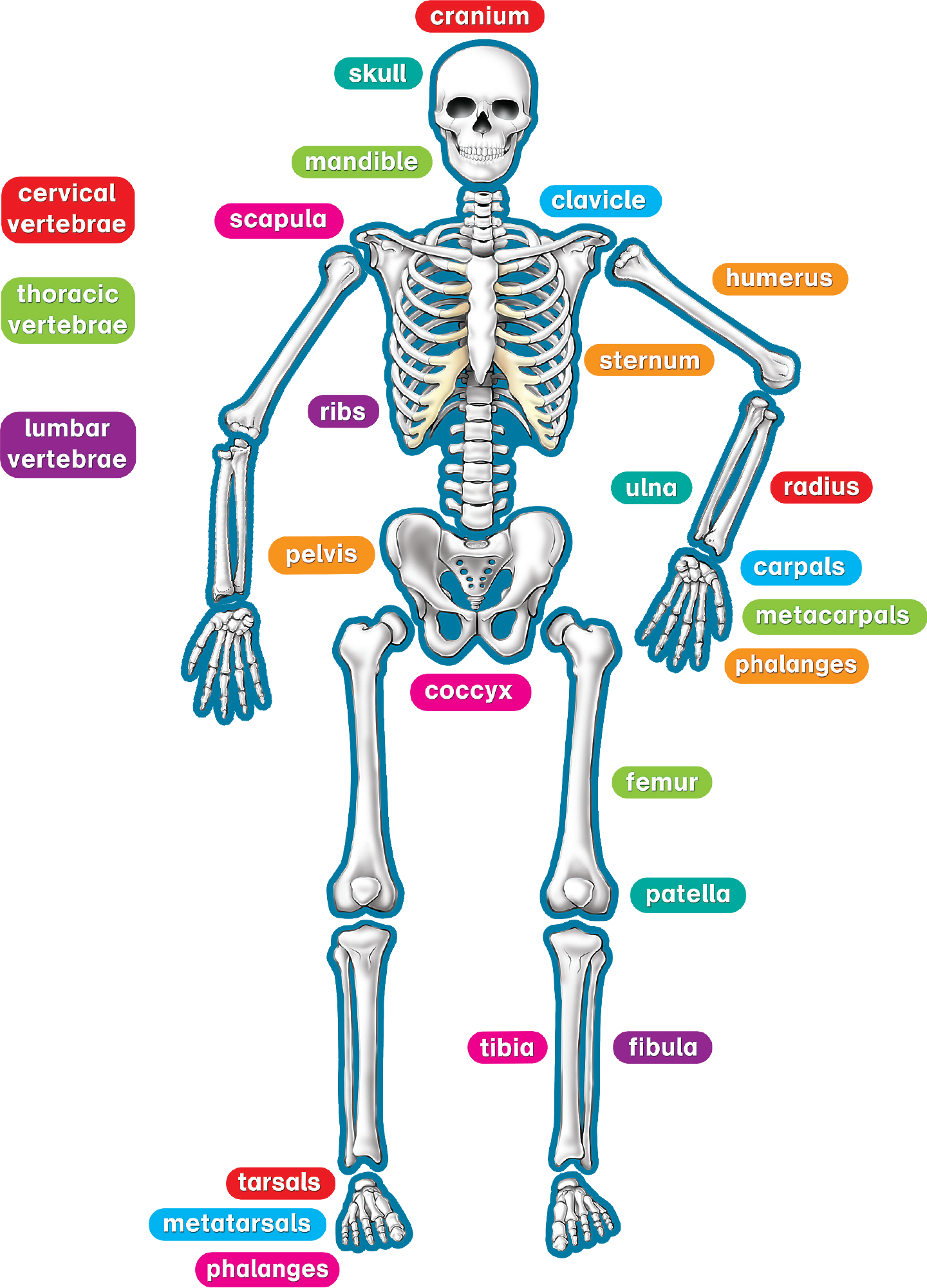 Teacher Created Resources Human Skeleton Magnetic Accents (1440x2000), Png Download