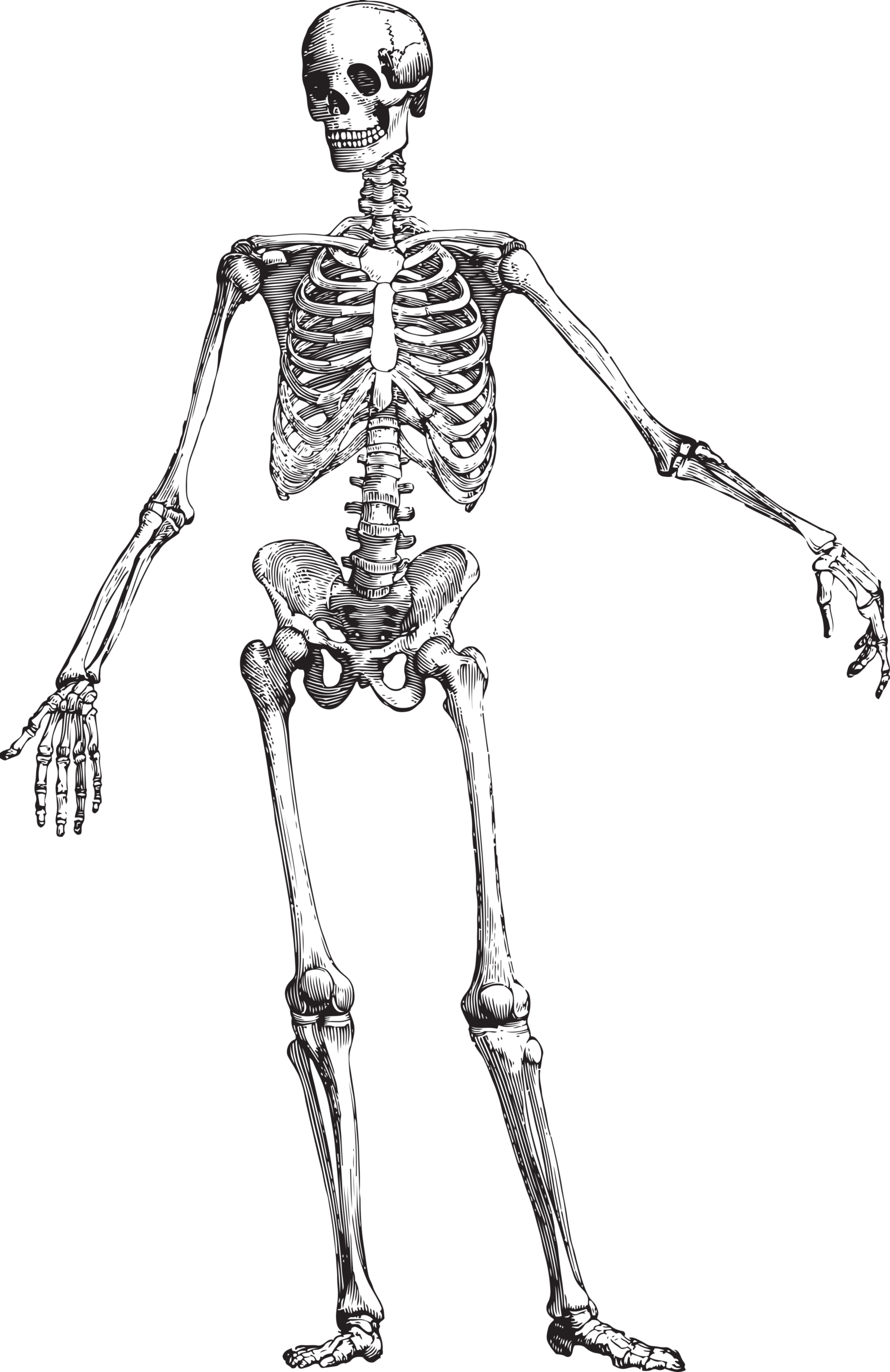 Skulls&bones11 - Skeleton Anatomy Black And White (1600x2466), Png Download