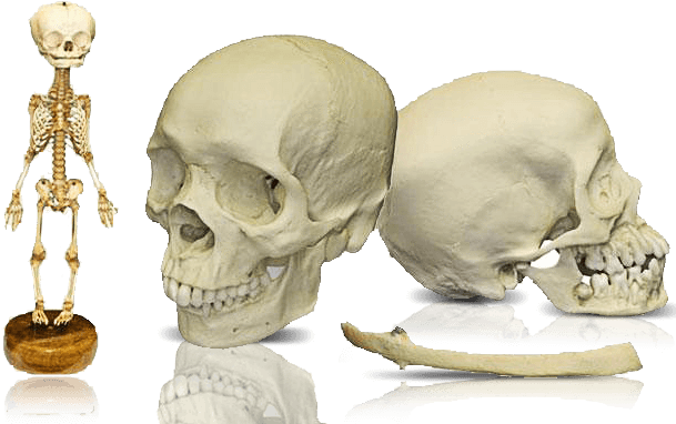 Research Human Skull & Skeletons - Dbios Age Of Appearance And Fusion Of Ossification (619x388), Png Download