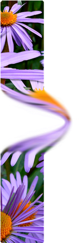 Clone Smudge Burn And Dodge4 - Zazzle Blumen In Der Blüte, Aster-blumen - Lila Orange (600x478), Png Download