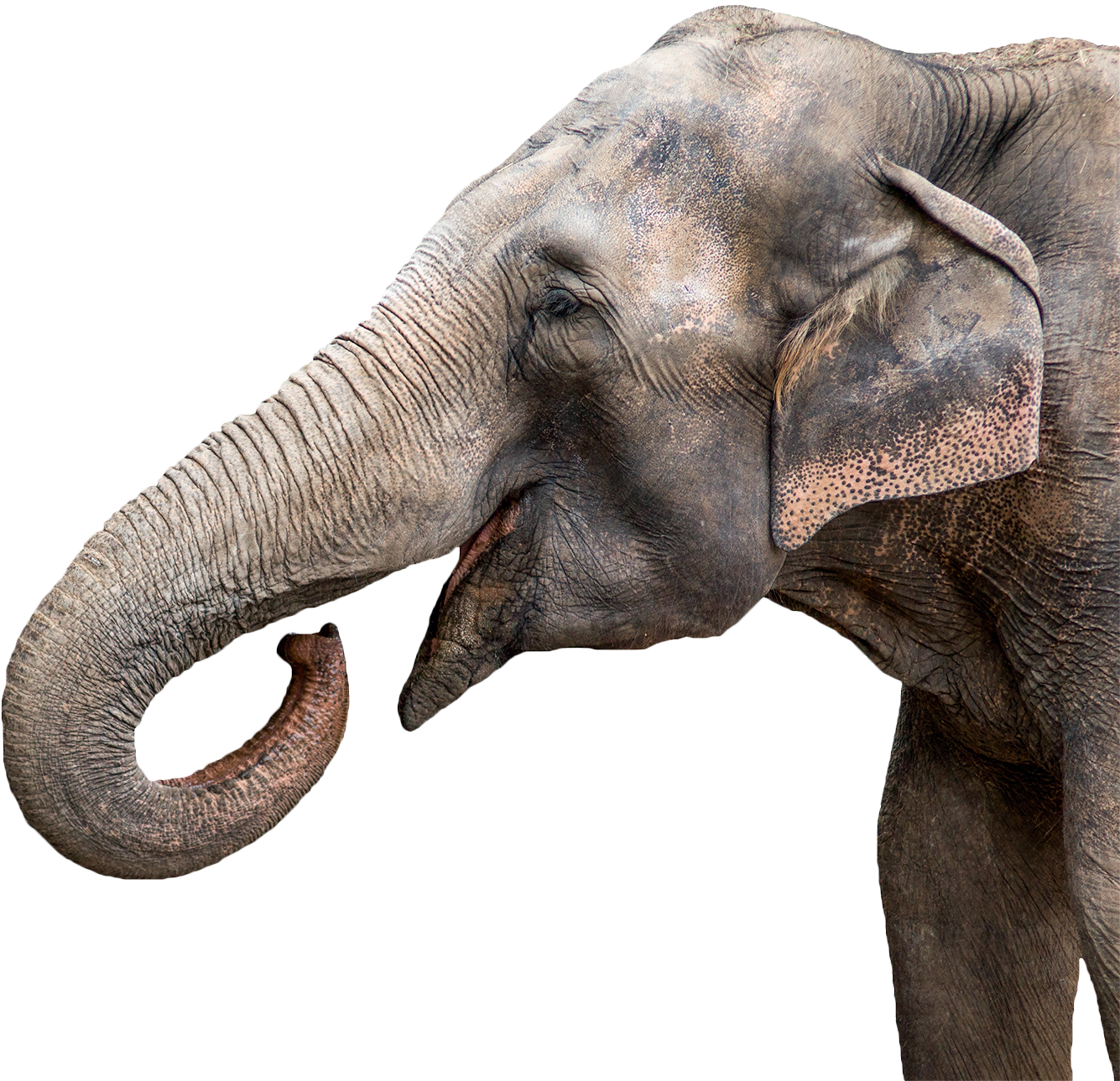 The 2018 Carden International Circus Show - Growing And Changing: Let's Investigate Life Cycles (1335x1290), Png Download