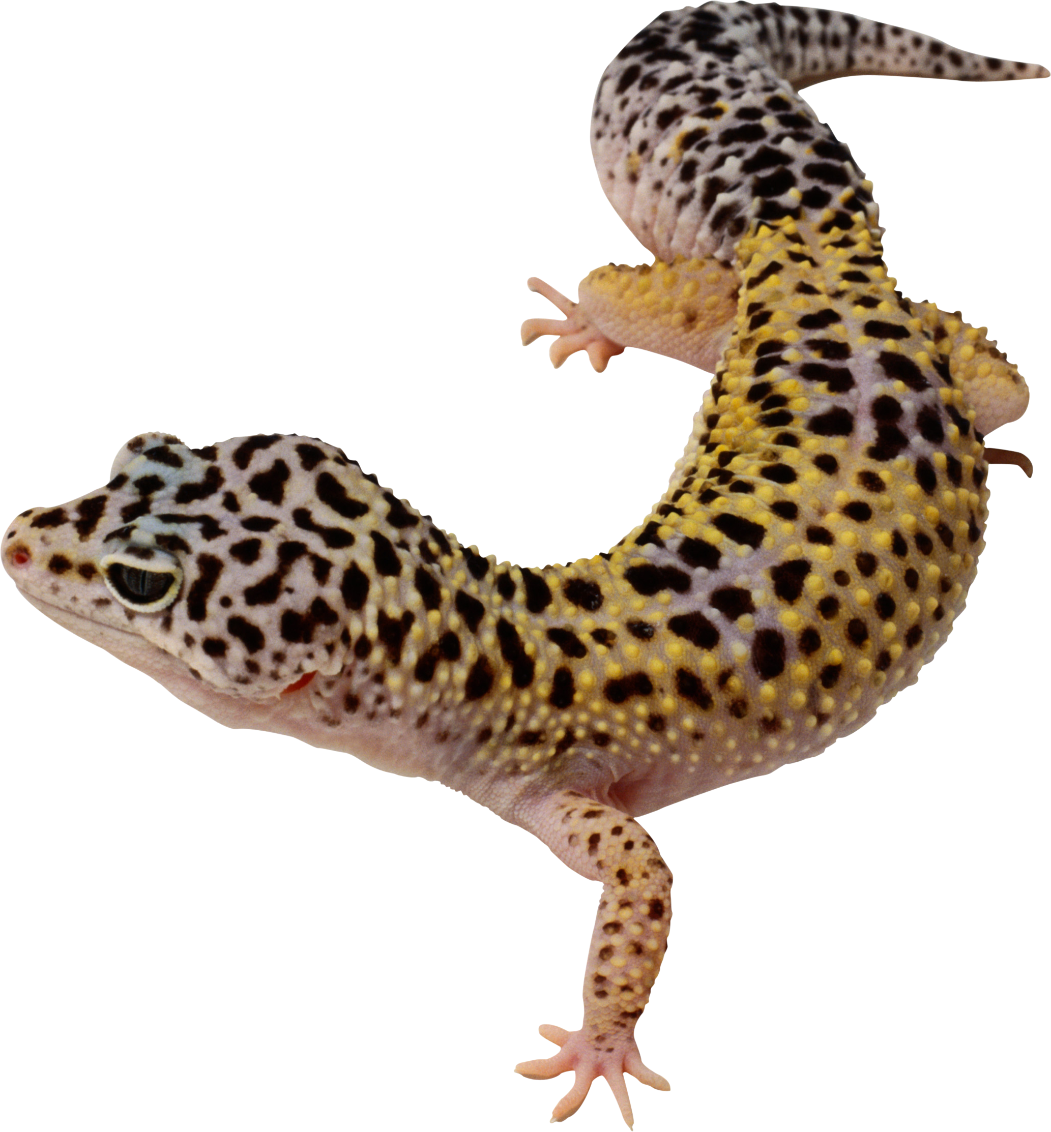 Svg Library Library Png Images Free Download - Leopard Gecko Clipart (2066x2226), Png Download