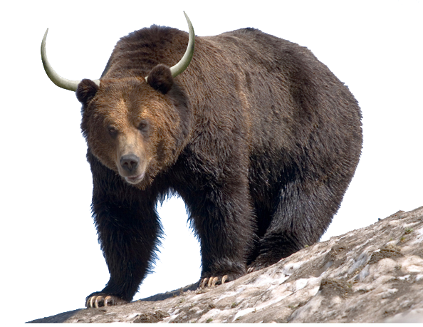 Campaigns - Grizzly Bear (594x459), Png Download