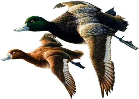 Two Ducks Transparent (460x348), Png Download