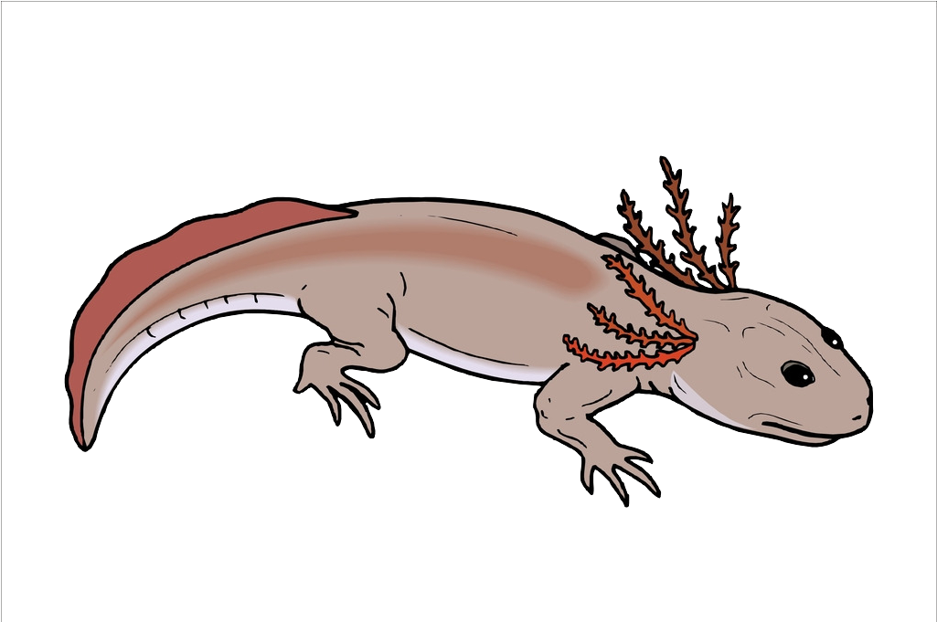 Salamander Chinese Fire Belly Newt Lizard Axolotl - Lizard (1024x724), Png Download