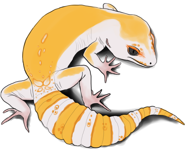 Leopard Gecko Clipart Sketch - Leopard Gecko Vector (800x600), Png Download
