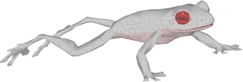 Rainbow Toad 2 - Red-eyed Tree Frog (1019x1019), Png Download