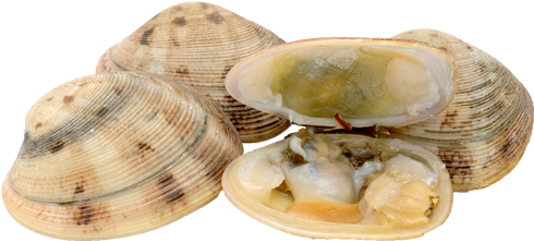 Clams Png Transparent Picture - Clam (510x300), Png Download