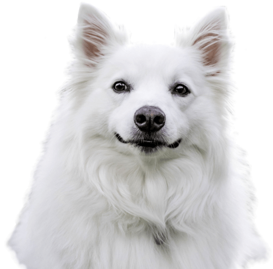 American Eskimo Dog (546x559), Png Download