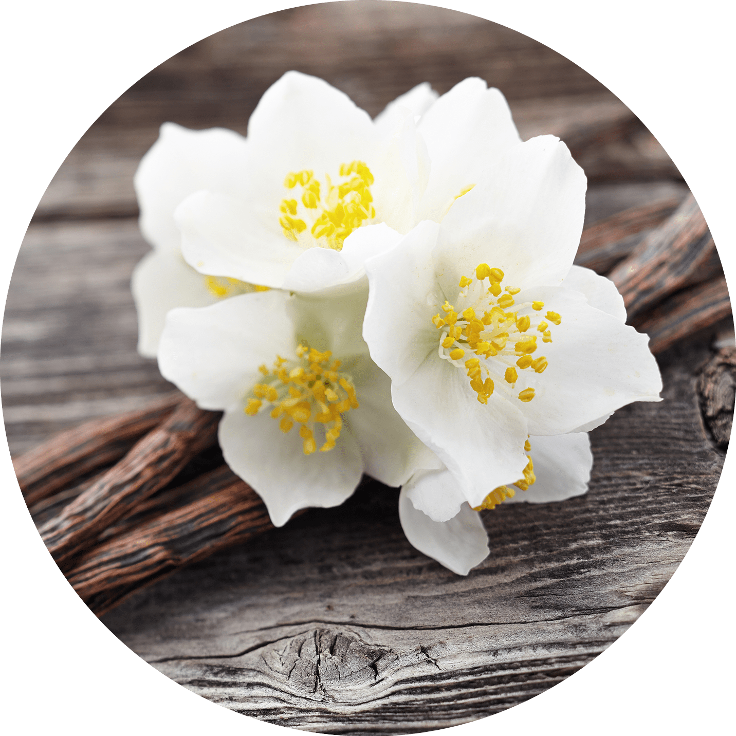Nourishing Foot Butter Vanilla & Jasmine - Vanilla (1432x1432), Png Download