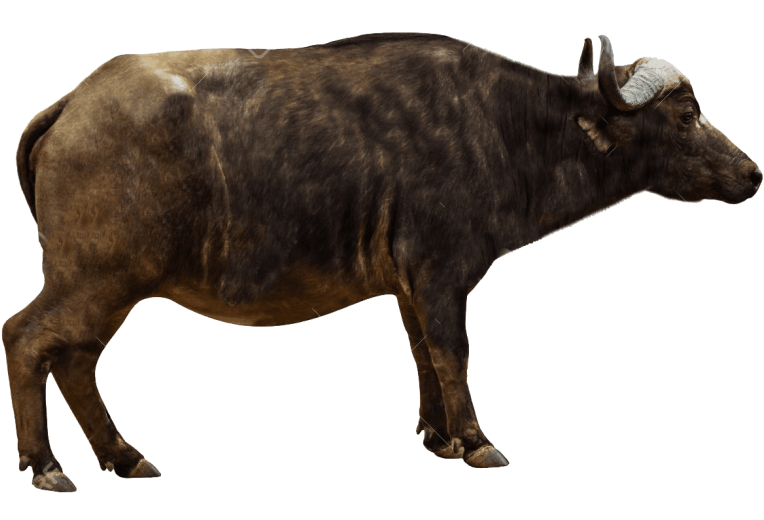 Free Png African Buffalo Png Pics Png Images Transparent - Cape Buffalo Side View (850x567), Png Download