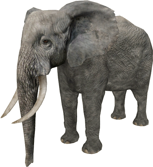 African Forest Elephant - African Forest Elephant Png (573x573), Png Download