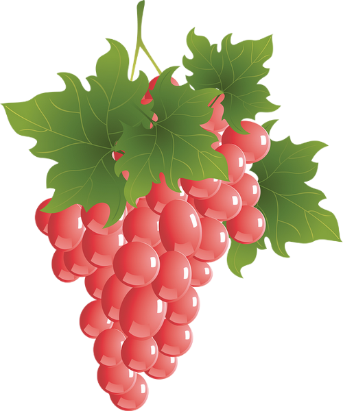 Fruit Vector (500x600), Png Download