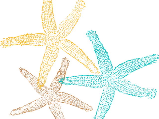 Starfish Clipart Vector - Private Listing For Tami 1 Pair Custom Bridal Flip (640x480), Png Download