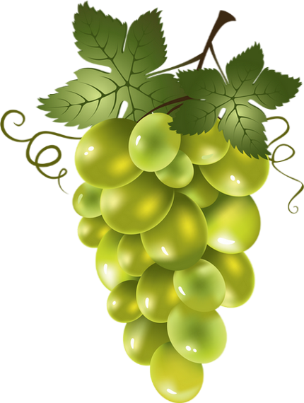 Raisin Blanc Png - Frutas Png (430x570), Png Download