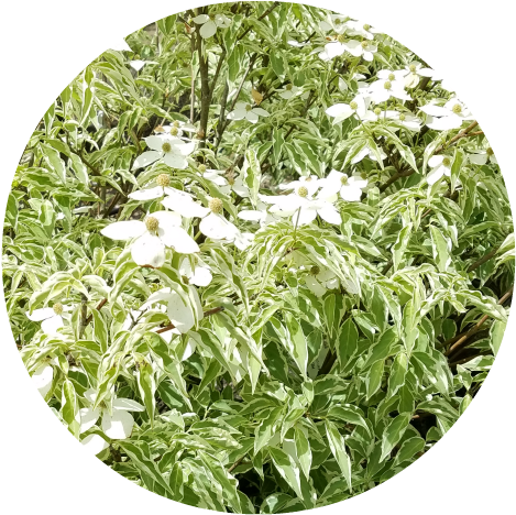 'wolf Eyes' Kousa Dogwood Herbeins Garden Center - Kousa Dogwood (500x500), Png Download