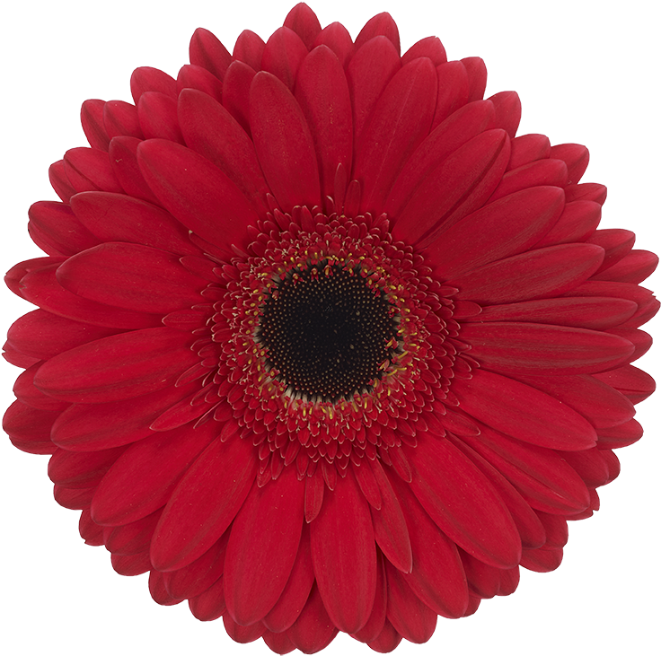 Five Star® - Platinum Level (850x850), Png Download