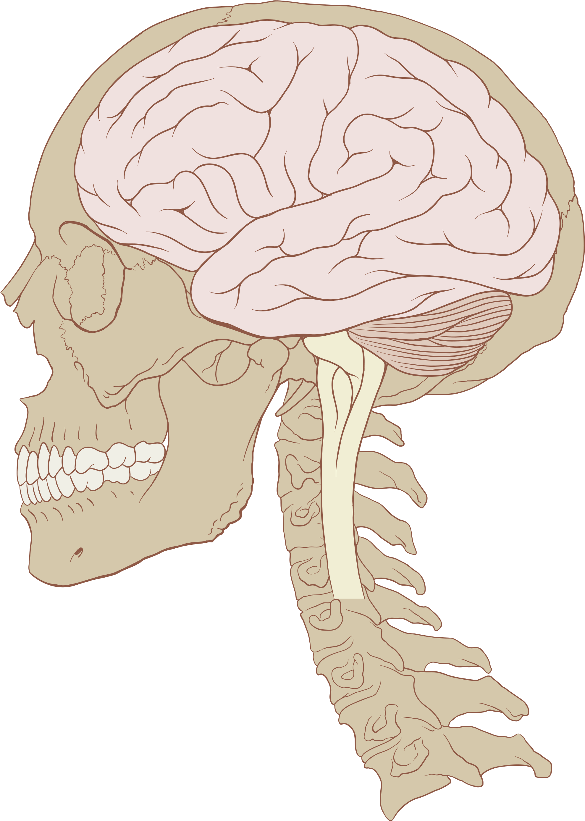 Open - Human Skull And Brain (2000x2797), Png Download