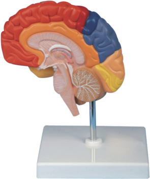 Half,colour Human Brain Model - Brain (350x350), Png Download