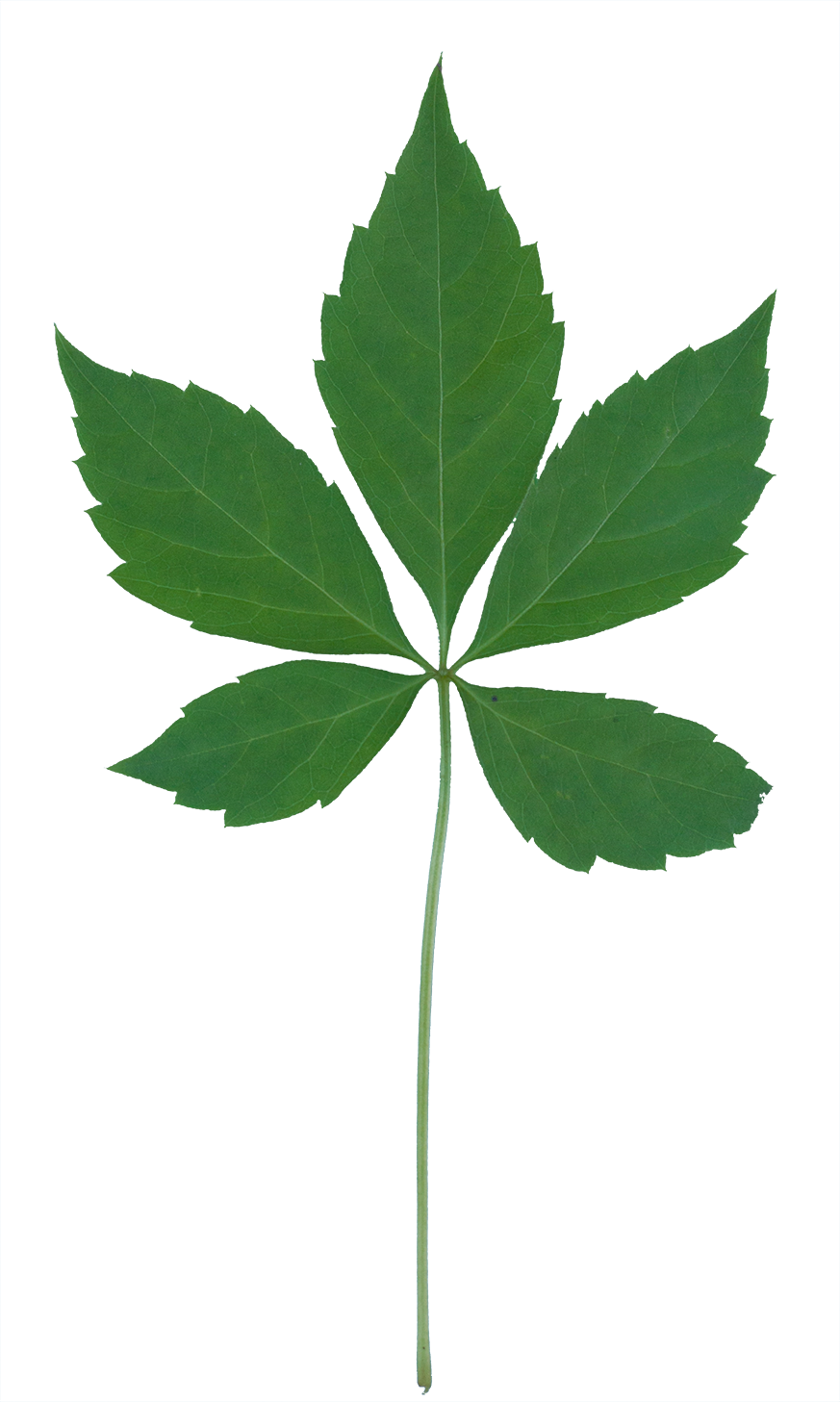 Vegetation Smallplant 03 - Plants (873x1457), Png Download