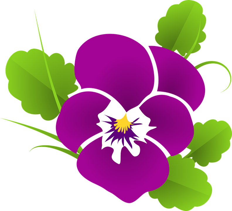 Pansy Clipart Purple Pansy - Beautiful Rose Good Morning (792x720), Png Download