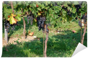 Vineyard (400x400), Png Download