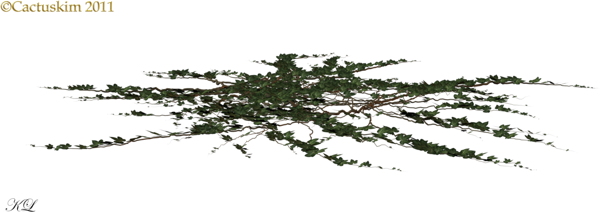 Ivy On Ground Png (1280x477), Png Download