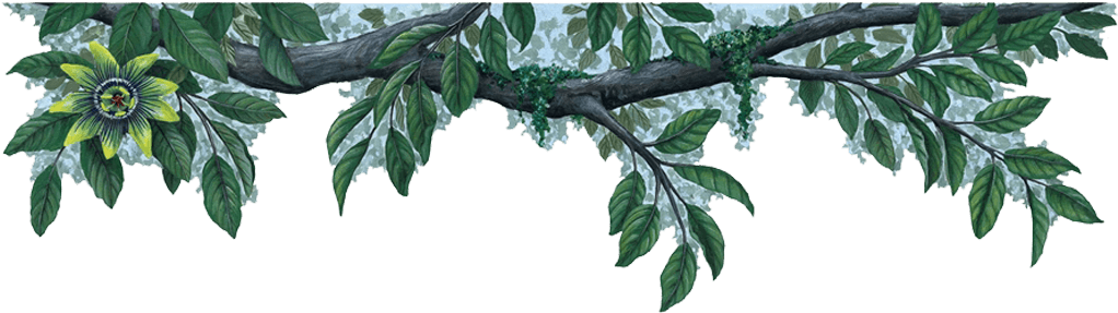 Free Jungle Vines Png - Green Flower Borders (1024x439), Png Download