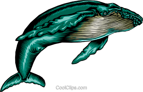 Humpback Whale - Whale Clip Art (480x310), Png Download