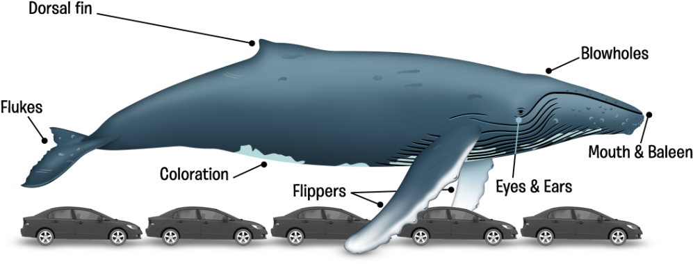 Ballena-en - Long Is 62 Ft (1024x485), Png Download