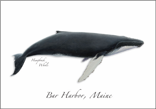 Humpback Whale - Humpback Whale Illustration (500x500), Png Download