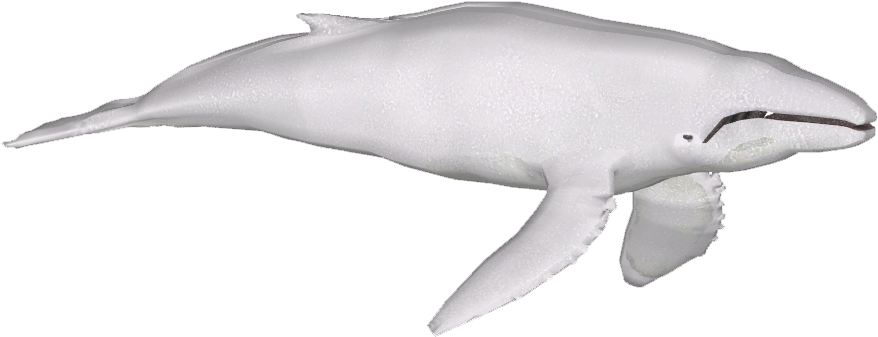 Albino Humpback Whale - Common Bottlenose Dolphin (877x877), Png Download