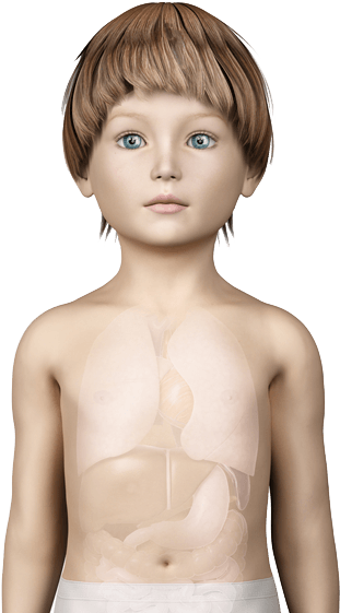 See How It Affects A Child - Internal Organs Boy (591x597), Png Download