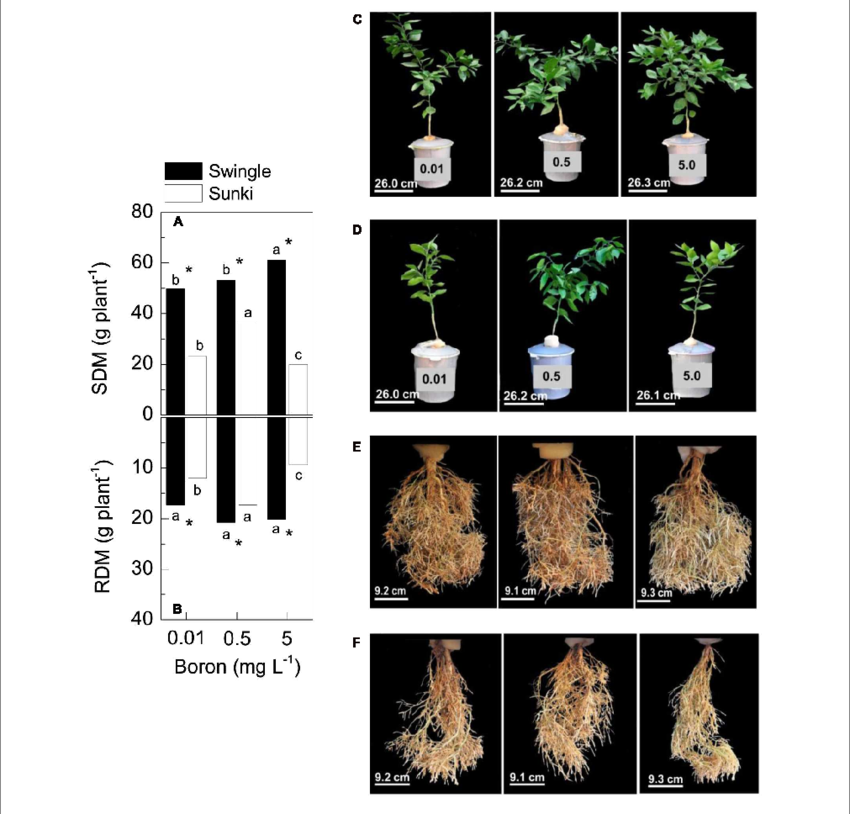 Shoot Dry Mass And Root Dry Mass (rdm, In B) Of Sweet - New Drought Tolerant Rootstocks For Citrus (850x814), Png Download