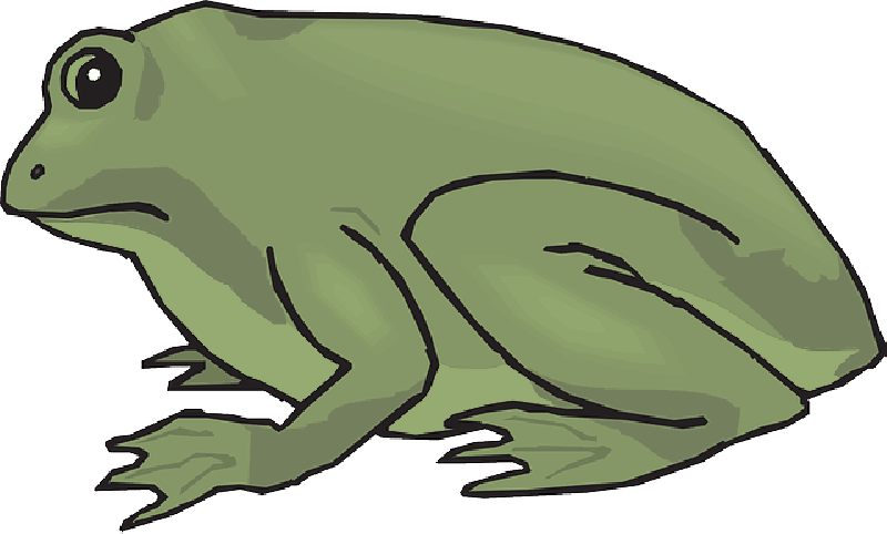 Frog View Amphibian Looking Behind Legs Stare Public - Frog (800x482), Png Download