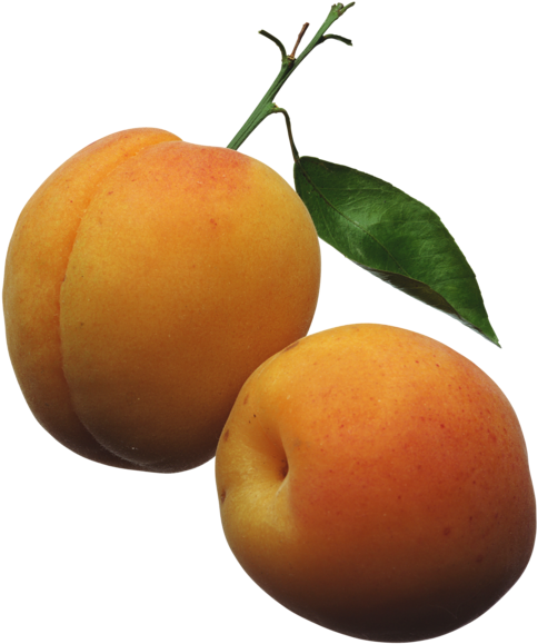 Apricots Png Clipart Picture Ovocie Fruit Pinterest - Apricots Clipart (497x600), Png Download