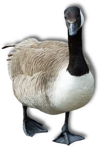 Goose Png Transparent Image - Goose Png (454x523), Png Download