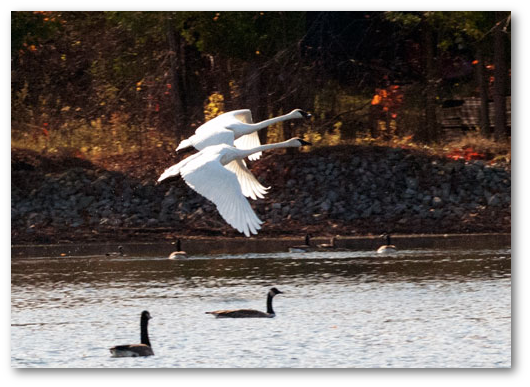 Nature Lover's Paradise - Nature (530x387), Png Download