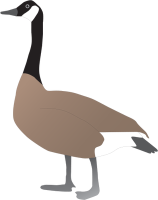 Illustrations Of Canada Geese - Canada Goose Drawing (316x400), Png Download