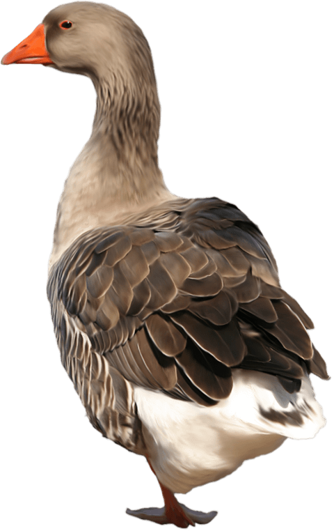 Free Png Goose Png Images Transparent - Goose Png (480x762), Png Download