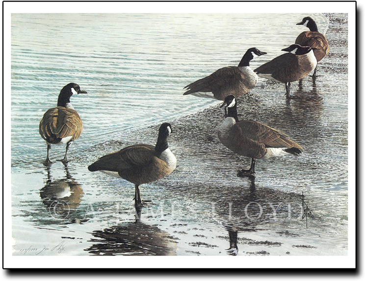 This Puddle's Mine - Canada Goose (771x606), Png Download