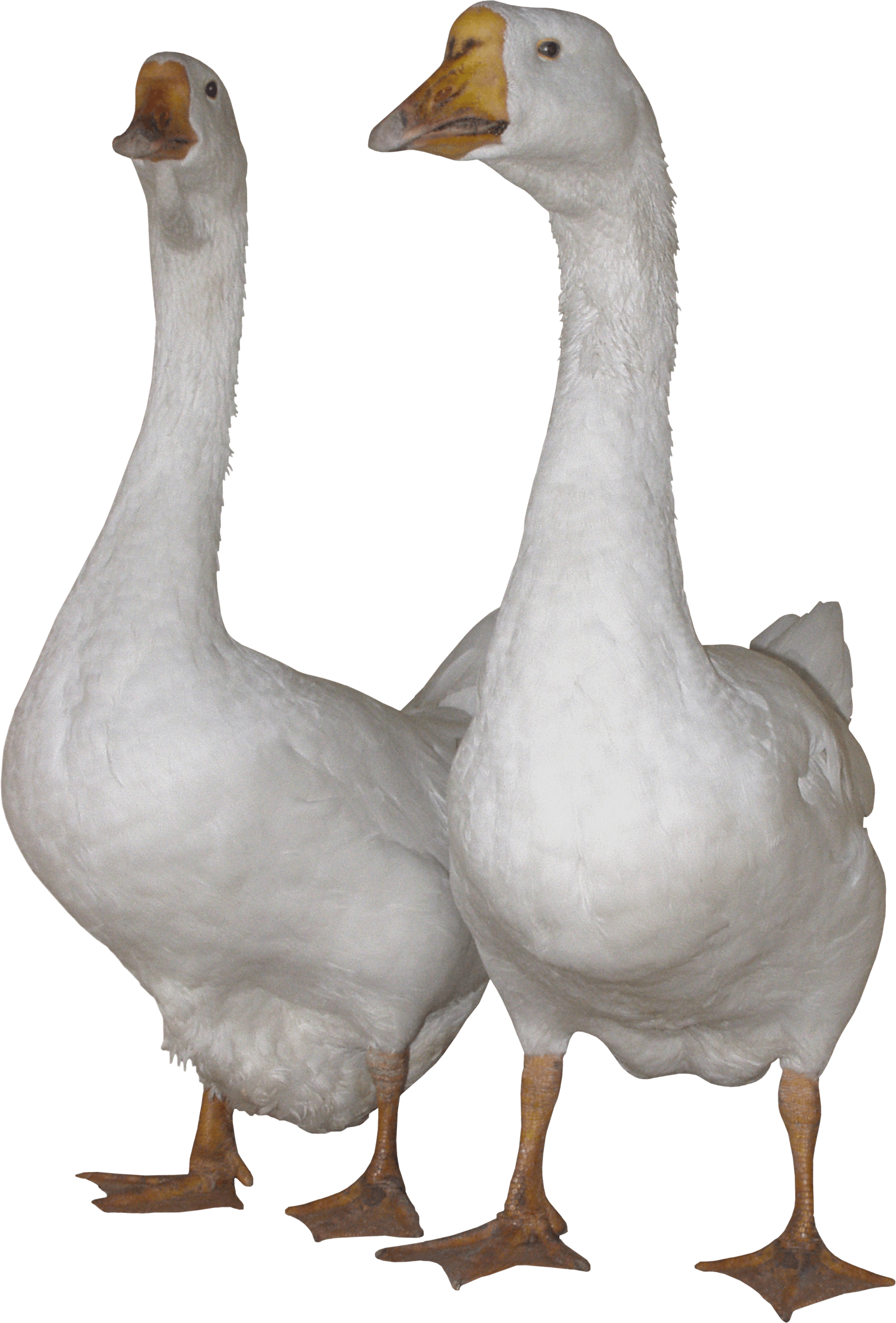 Gooses Png (2026x2990), Png Download