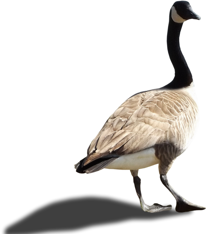 Walking Goose Png Image Hd Wallpapers Download For - Nene Birds Png (800x768), Png Download