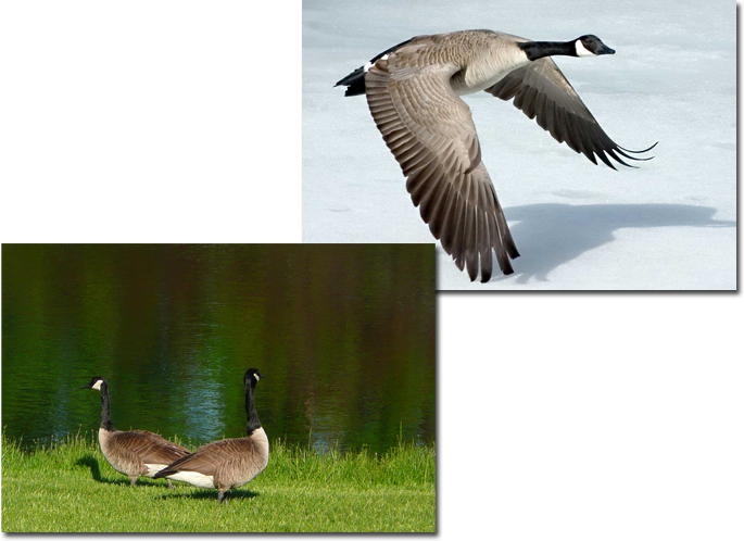 Image Canada Goose - Harris Eisenstadt - Canada Day (685x498), Png Download