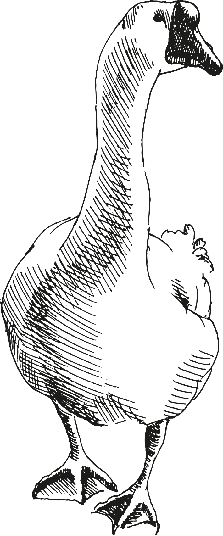 Goose - Illustration (709x1704), Png Download