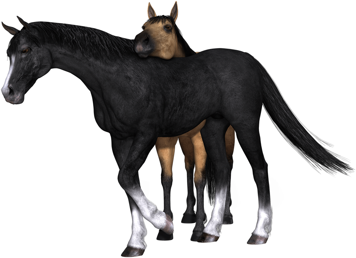 Horses Black And Brown Drawing - Caballos Negros En Dibujos (1280x960), Png Download