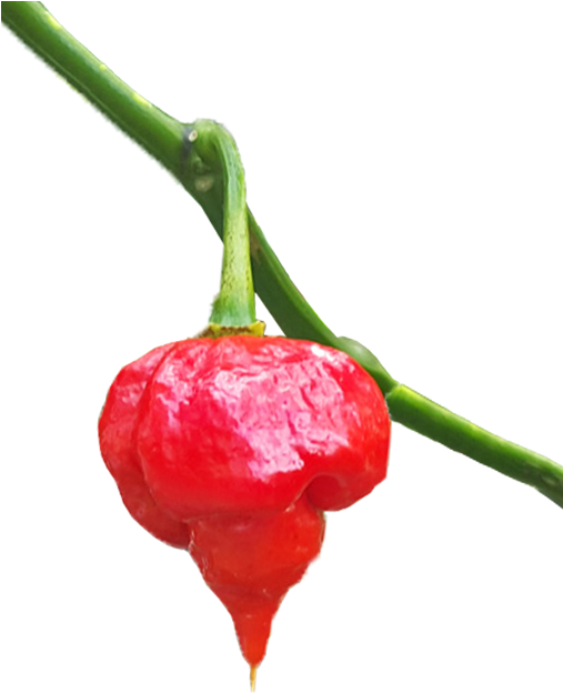 Trinidad Scorpion For Sale - Sweet And Chili Peppers (506x680), Png Download