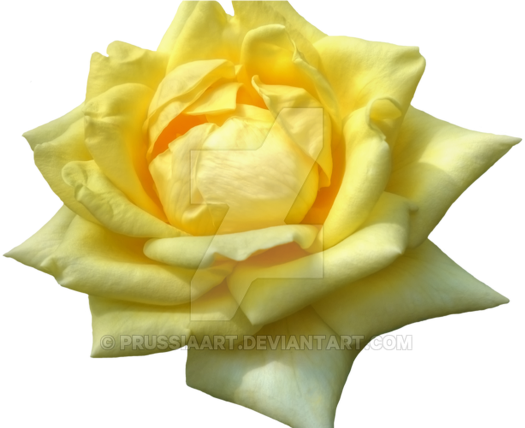 Flower Of Yellow Roses On A Transparent Background - Yellow (1368x855), Png Download