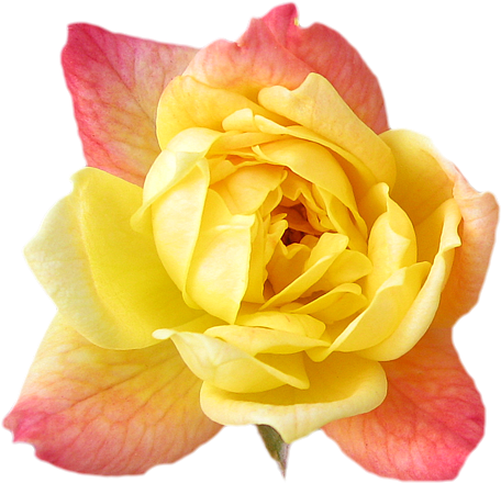Yellow Rose Transparent Isolated - Yellow Pink Roses Transparent (500x494), Png Download