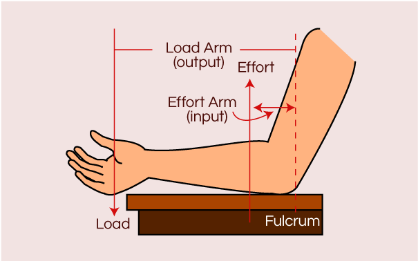 Human Arm Lever Diagram - Human Arm Is Which Class Lever (668x448), Png Download